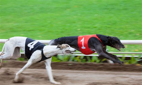 william hill greyhound betting.